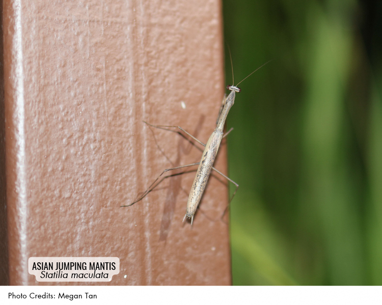 Asian Jumping Mantis (Statilia maculata)